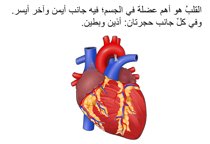 القلبُ هو أهم عضلة في الجسم؛ فيه جانب أيمن وآخر أيسر. وفي كلِّ جانب حجرتان: أذين وبطين.