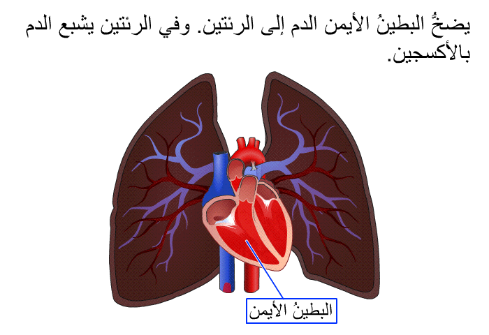 يضخُّ البطينُ الأيمن الدم إلى الرئتين. وفي الرئتين يشبع الدم بالأكسجين.