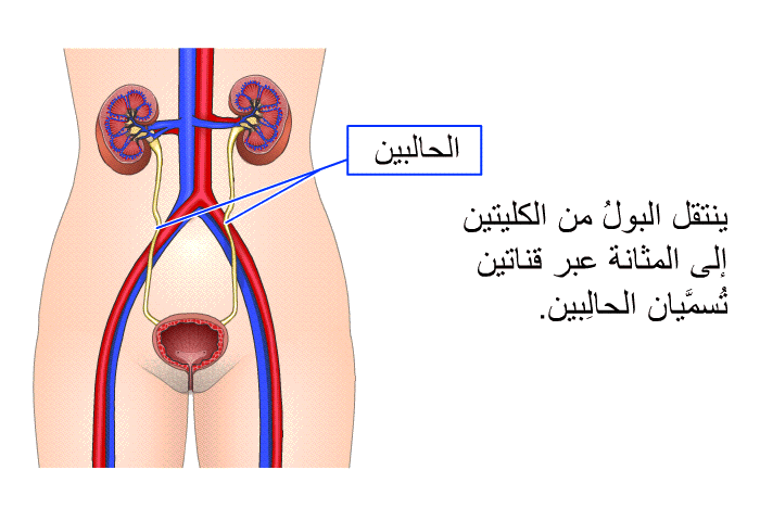 ينتقل البولُ من الكليتين إلى المثانة عبر قناتين تُسمَّيان الحالِبين.