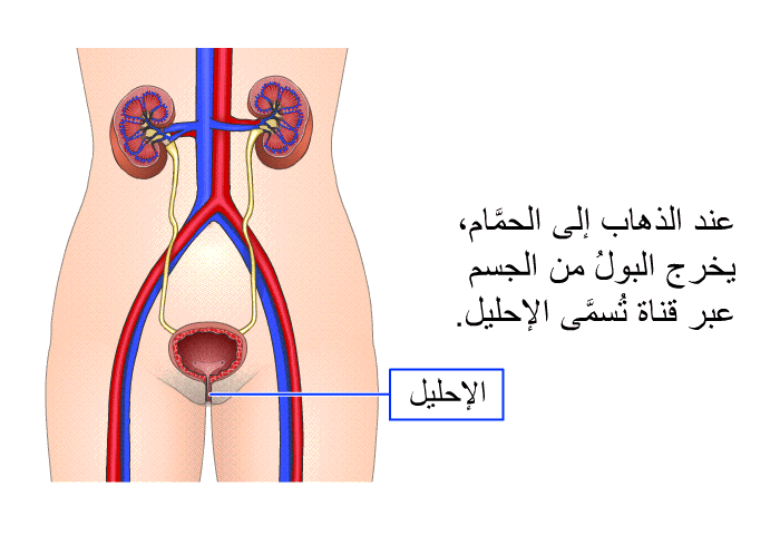 عند الذهاب إلى الحمَّام، يخرج البولُ من الجسم عبر قناة تُسمَّى الإحليل.