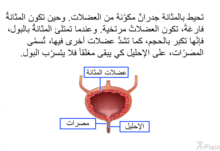 تحيط بالمثانة جدرانٌ مكوَّنة من العضلات. وحين تكون المثانةُ فارغةً، تكون العضلاتُ مرتخية. وعندما تمتلئ المثانةُ بالبول، فإنَّها تكبر بالحجم، كما تشدُّ عضلات أخرى فيها، تُسمَّى المصَرَّات، على الإحليل كي يبقى مغلقاً فلا يتسرَّب البول.