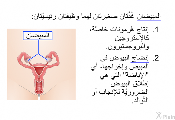 المبيضان غُدَّتان صغيرتان لهما وظيفتان رئيسيَّتان:   إنتاج هُرمونات خاصَّة، كالإستروجين والبروجستيرون. إنضاج البيوض في المبيض وإخراجها، أي "الإباضة" التي هي إطلاق البيوض الضروريَّة للإنجاب أو التَّوالد.