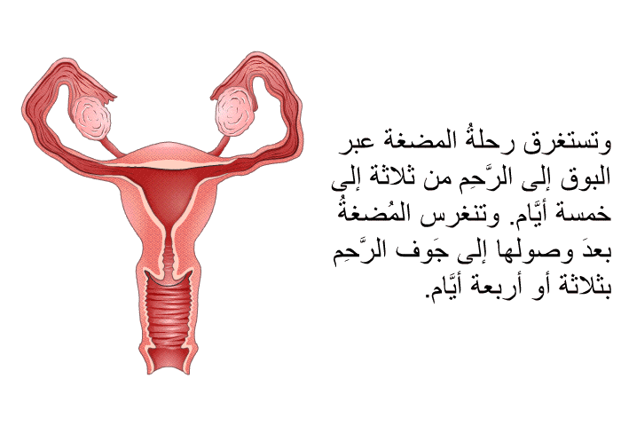 وتستغرق رحلةُ المضغة عبر البوق إلى الرَّحِم من ثلاثة إلى خمسة أيَّام. وتنغرس المُضغةُ بعدَ وصولها إلى جَوف الرَّحِم بثلاثة أو أربعة أيَّام.