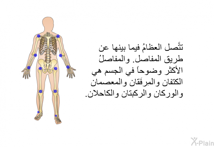 تتَّصل العظامُ فيما بينها عن طريق المفاصل. والمفاصلُ الأكثر وضوحاً في الجسم هي الكتفان والمِرفَقان والمعصمان والوركان والركبتان والكاحلان.