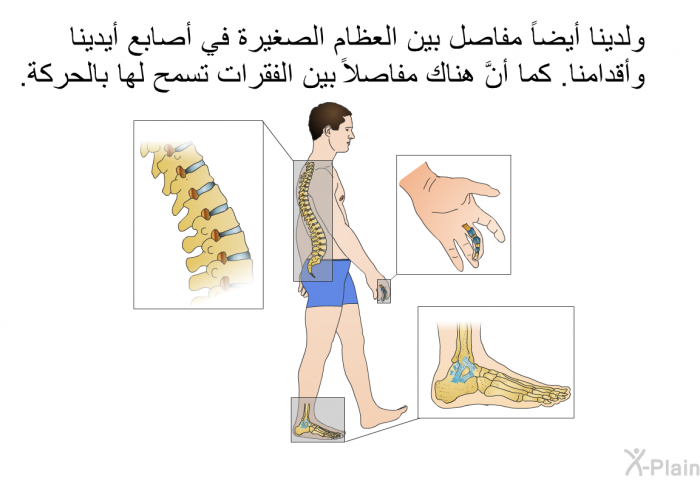 ولدينا أيضاً مفاصل بين العظام الصغيرة في أصابع أيدينا وأقدامنا. كما أنَّ هناك مفاصل بين الفقرات تسمح لها بالحركة.