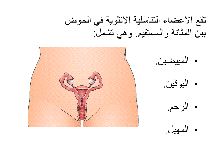 تقع الأعضاء التناسلية الأنثوية في الحوض بين المثانة والمستقيم. وهي تشمل:  المبيضين. البوقَين. الرحم. المهبل.