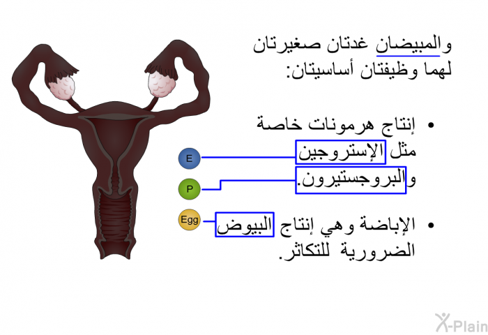 والمبيضان غدتان صغيرتان لهما وظيفتان أساسيتان:  إنتاج هرمونات خاصة مثل الإستروجين والبروجستيرون. الإباضة وهي إنتاج البيوض الضرورية للتكاثر.