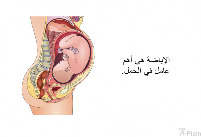 الإباضة هي أهم عامل في الحمل.