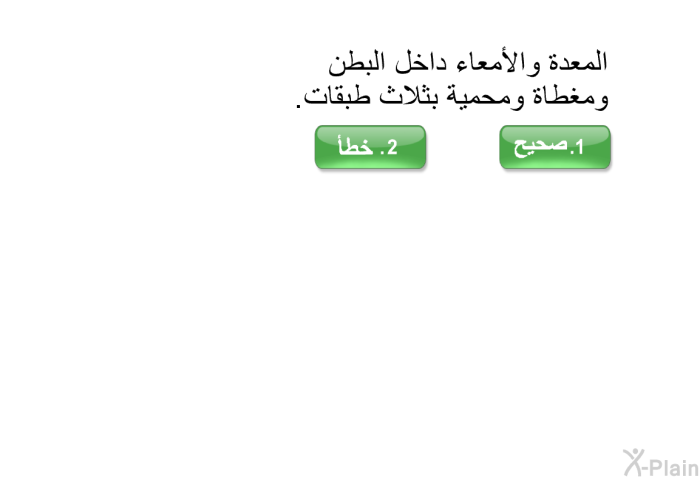 المعدة والأمعاء داخل البطن ومغطاة ومحمية بثلاث طبقات.