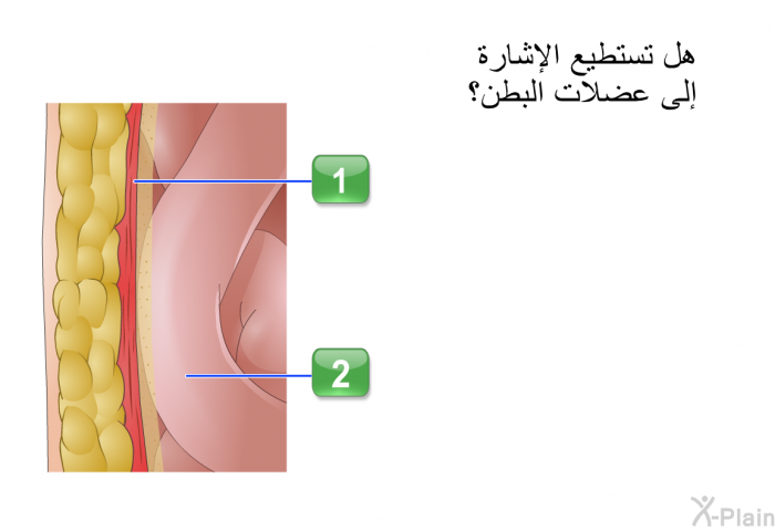 هل تستطيع الإشارة إلى عضلات البطن؟