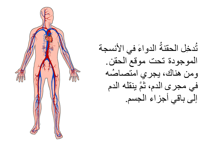 تُدخِل الحقنةُ الدواءَ في الأنسجة الموجودة تحت موقع الحقن. ومن هناك، يجري امتصاصُه في مجرى الدم، ثمَّ ينقله الدم إلى باقي أجزاء الجسم.