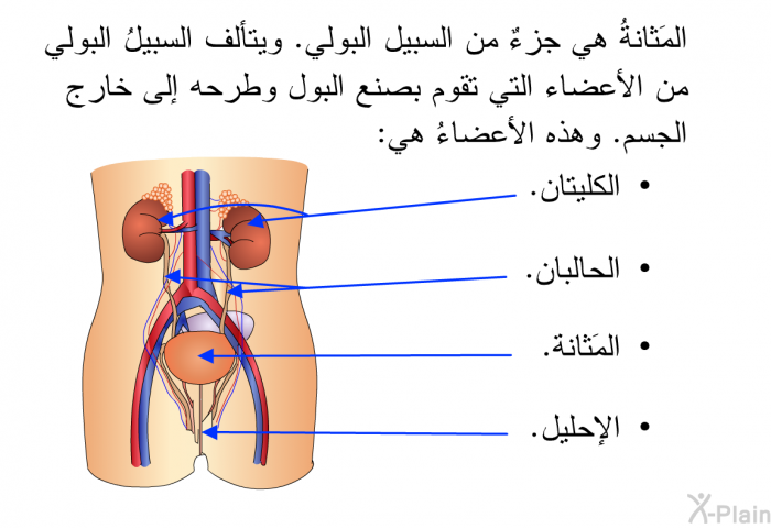 المَثانةُ هي جزءٌ من السبيل البولي. ويتألَّف السبيلُ البولي من الأعضاء التي تقوم بصنع البول وطرحه إلى خارج الجسم. وهذه الأعضاءُ هي:   الكليتان.  الحالبان.  المَثانة.  الإحليل.