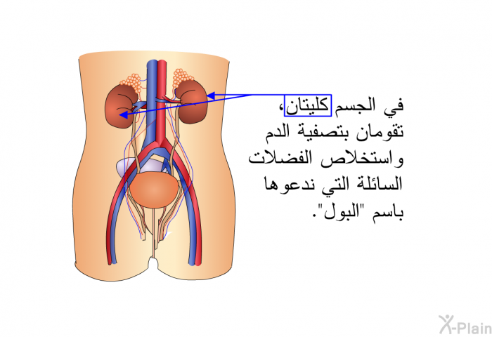 في الجسم كليتان، تقومان بتصفية الدم واستخلاص الفضلات السائلة التي ندعوها باسم "البول".