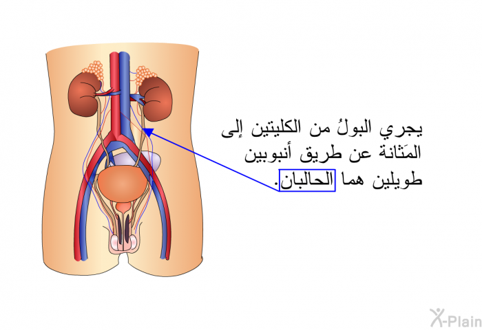 يجري البولُ من الكليتين إلى المَثانة عن طريق أنبوبين طويلين هما الحالبان.