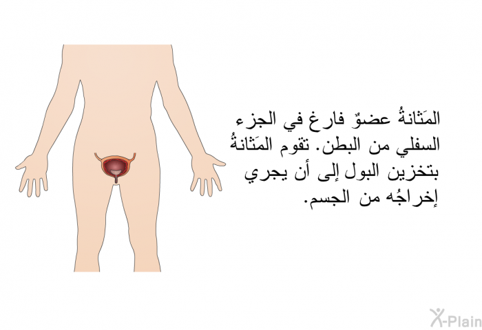 المَثانةُ عضوٌ فارغ في الجزء السفلي من البطن. تقوم المَثانةُ بتخزين البول إلى أن يجري إخراجُه من الجسم.