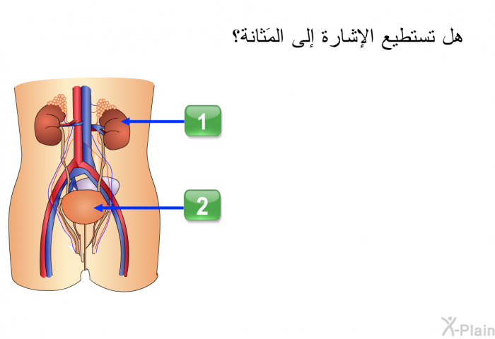 هل تستطيع الإشارة إلى المَثانة؟