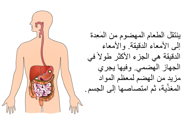ينتقل الطعام المهضوم من المَعِدة إلى الأمعاء الدقيقة. والأمعاء الدقيقة هي الجزء الأكثر طولاً في الجهاز الهضمي. وفيها يجري مزيد من الهضم لمعظم المواد المغذِّية، ثم امتصاصها إلى الجسم.