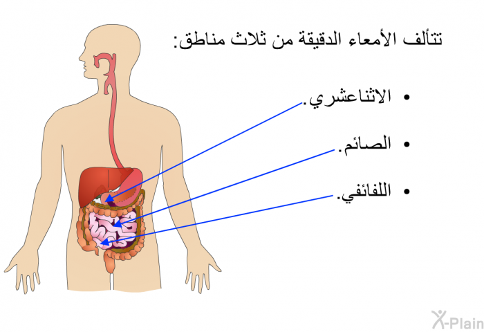 تتألف الأمعاء الدقيقة من ثلاث مناطق:  الاثناعشري. الصائم. اللفائفي.