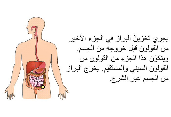 يجري تخزينُ البِراز في الجزء الأخير من القولون قبل خروجه من الجسم. ويتكوَّن هذا الجزء من القولون من القولون السيني والمستقيم. يخرج البِراز من الجسم عبر الشرج.