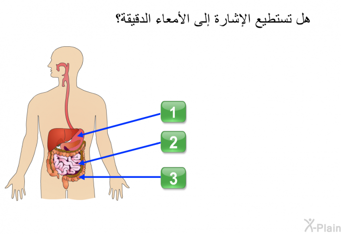 هل تستطيع الإشارة إلى الأمعاء الدقيقة؟