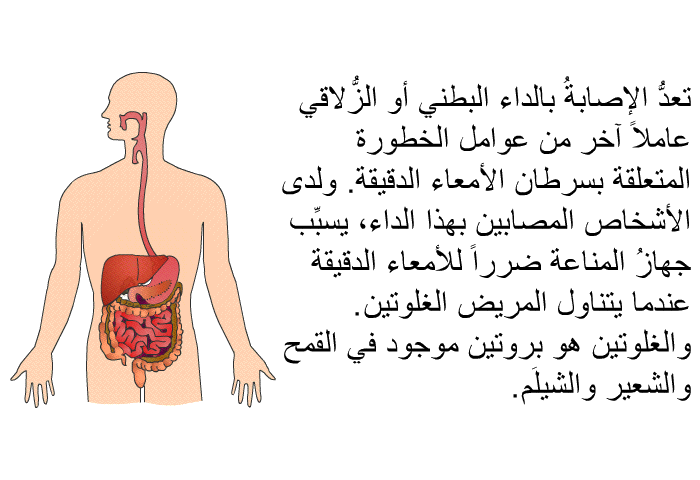 تعدُّ الإصابةُ بالداء البطني أو الزُّلاقي عاملاً آخر من عوامل الخطورة المتعلقة بسرطان الأمعاء الدقيقة. ولدى الأشخاص المصابين بهذا الداء، يسبِّب جهازُ المناعة ضرراً للأمعاء الدقيقة عندما يتناول المريض الغلوتين. والغلوتين هو بروتين موجود في القمح والشعير والشيلَم.