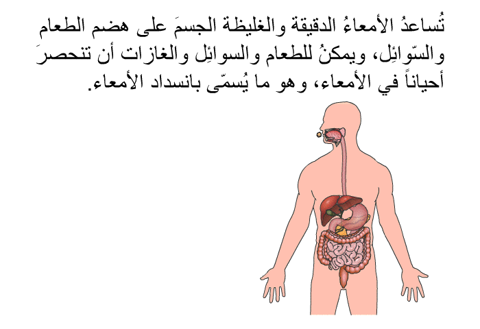 تُساعدُ الأمعاءُ الدقيقَة والغليظة الجسمَ على هَضم الطعام والسّوائِل، ويمكنُ للطعام والسوائِل والغازات أن تنحصرَ أحياناً في الأمعاء، وهو ما يُسمّى بانسداد الأمعاء.