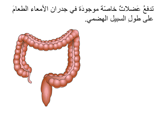 تدفعُ عَضلاتٌ خاصّة موجودَة في جدران الأمعاء الطعامَ على طولِ السبيل الهضميّ.