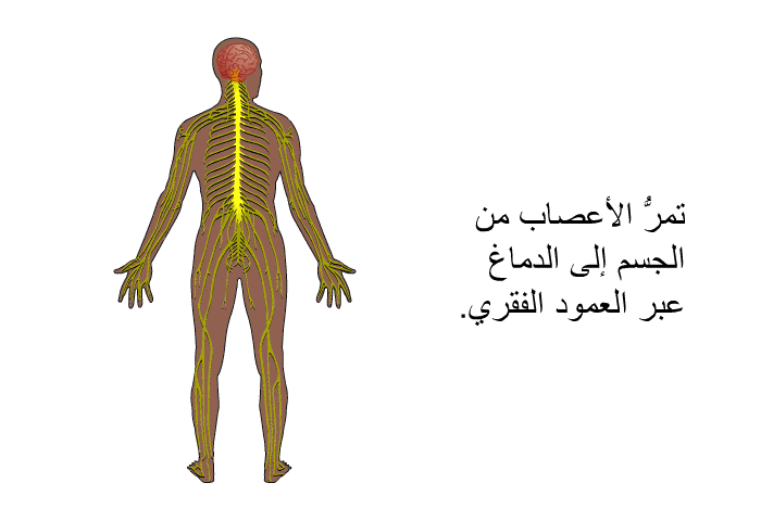 تمرُّ الأعصاب من الجسم إلى الدماغ عبر العمود الفقري.