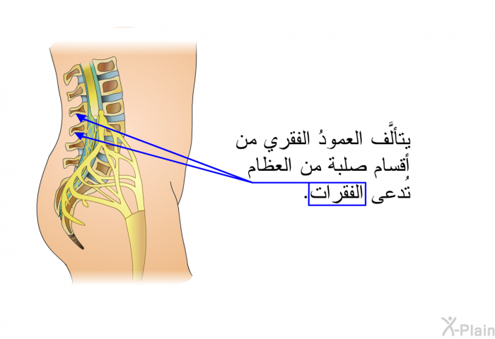 يتألَّف العمودُ الفقري من أقسام صلبة من العظام تُدعى الفقرات.