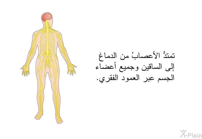 تمتدُّ الأعصابُ من الدماغ إلى الساقين وجميع أعضاء الجسم عبر العمود الفقري.