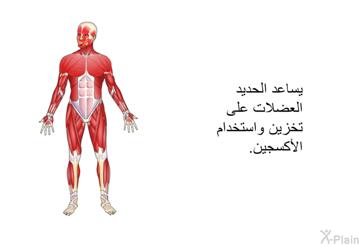 يساعد الحديد العضلات على تخزين واستخدام الأكسجين.