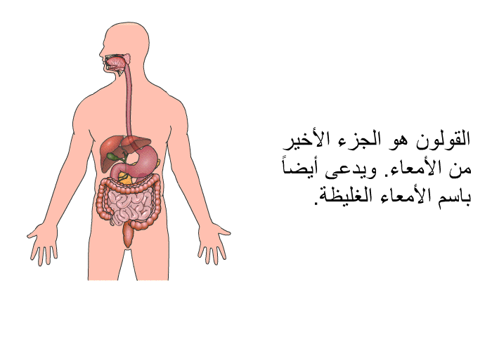 القولون هو الجزء الأخير من الأمعاء. ويدعى أيضاً باسم الأمعاء الغليظة.