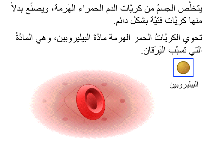 يتخلَّص الجسمُ من كريَّات الدم الحمراء الهَرِمة، ويصنِّع بدلاً منها كريَّاتٌ فتيَّة بشكل دائم. تحوي الكريَّاتُ الحمر الهرمة مادَّةَ البيليروبين، وهي المادَّةُ التي تسبِّب اليَرَقان.