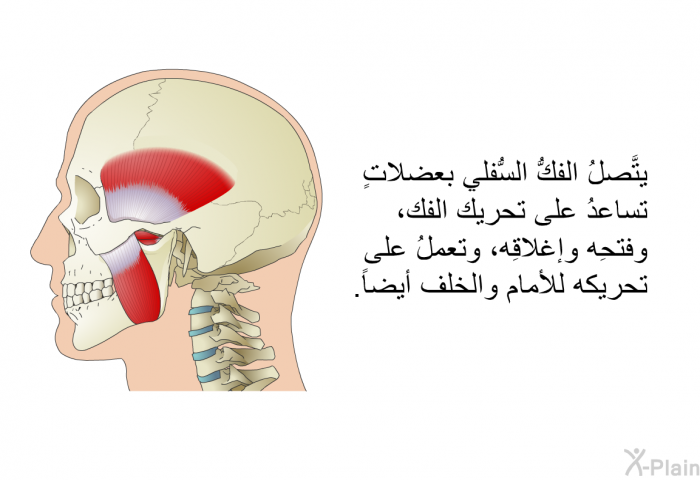 يتَّصلُ الفكُّ السُّفلي بعضلاتٍ تساعدُ على تحريك الفك، وفتحِه وإغلاقِه، وتعملُ على تحريكه للأمام والخلف أيضاً.