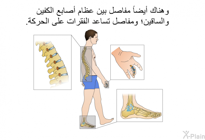 وهناك أيضاً مفاصل بين عظام أصابع الكفين والساقين؛ ومفاصل تساعد الفقرات على الحركة.