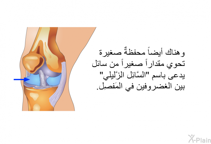 وهناك أيضاً محفظةٌ صغيرة تحوي مقداراً صغيراً من سائل يدعى باسم "السَّائِل الزَّليلي" بين الغضروفين في المَفصِل.