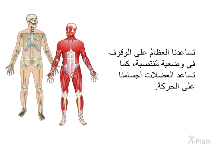 تساعدنا العظامُ على الوقوف في وضعية مُنتصبة، كما تساعد العضلات أجسامَنا على الحركة.
