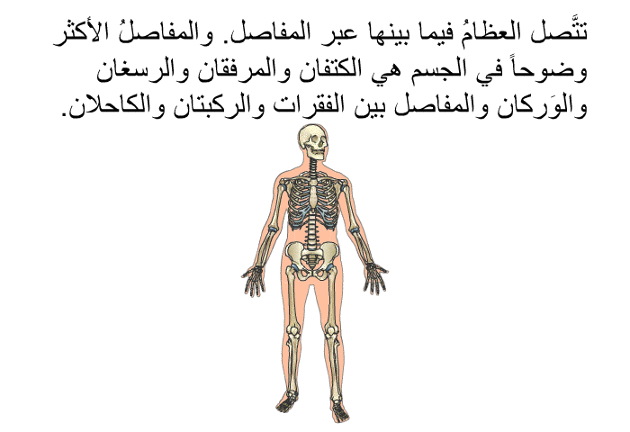 تتَّصل العظامُ فيما بينها عبر المفاصل. والمفاصلُ الأكثر وضوحاً في الجسم هي الكتفان والمرفقان والرسغان والوَركان والمفاصل بين الفقرات والركبتان والكاحلان.