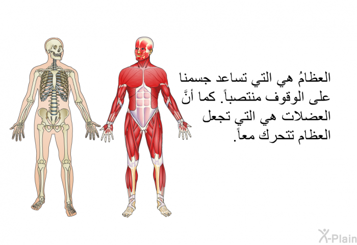 العظامُ هي التي تساعد جسمنا على الوقوف منتصباً. كما أنَّ العضلات هي التي تجعل العظام تتحرك معاً.