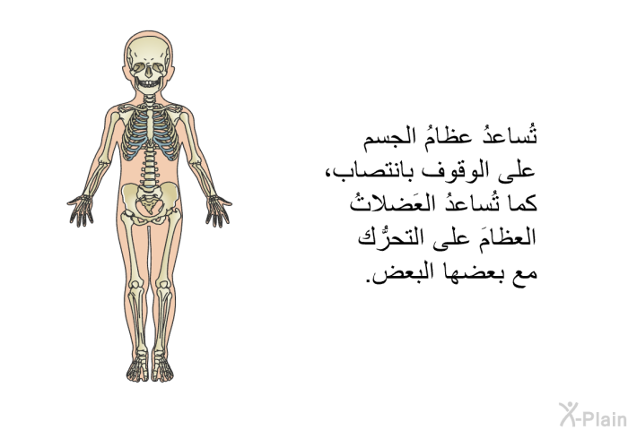 تُساعدُ عظامُ الجسم على الوقوف بانتصاب، كما تُساعدُ العَضلاتُ العظامَ على التحرُّك مع بعضها البعض.