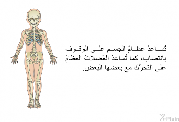 تُساعدُ عظامُ الجسم على الوقوف بانتصاب، كما تُساعدُ العَضلاتُ العظامَ على التحرُّك مع بعضها البعض.