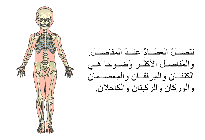 تتصلُ العظامُ عندَ المفاصل. والمَفاصل الأكثر وُضوحاً هي الكتفان والمِرفقان والمِعصمان والوركان والركبتان والكاحلان.