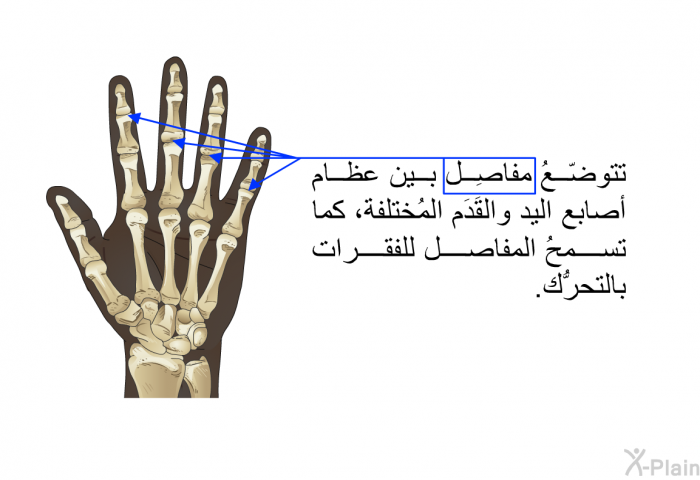 تتوضّعُ مفاصِل بين عظام أصابع اليد والقَدَم المُختلفة، كما تسمحُ المفاصل للفقرات بالتحرُّك.