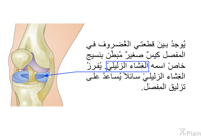 يُوجدُ بينَ قطعتي الغُضروف في المفصل كيسٌ صغيرٌ مُبطَّن بنسيج خاصّ اسمه الغِشاء الزليليّ. يُفرزُ الغِشاء الزليليّ سائلاً يُساعدُ على تزليق المِفصَل.