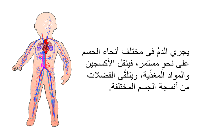 يجري الدمُ في مختلف أنحاء الجسم على نحوٍ مستمر، فينقل الأكسجين والمواد المغذِّية، ويتلقَّى الفضلات من أنسجة الجسم المختلفة.