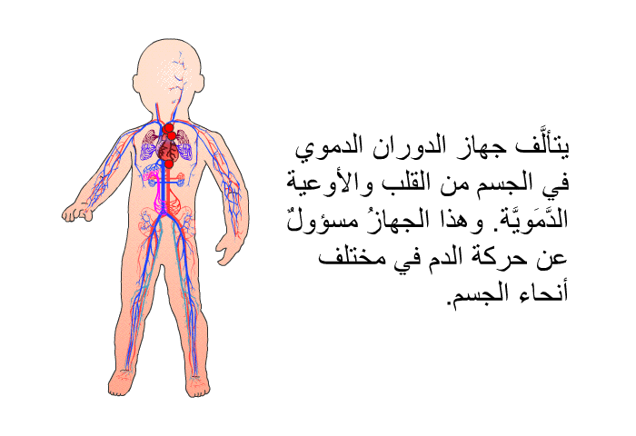 يتألَّف جهاز الدوران الدموي في الجسم من القلب والأوعية الدَّمَويَّة. وهذا الجهازُ مسؤولٌ عن حركة الدم في مختلف أنحاء الجسم.