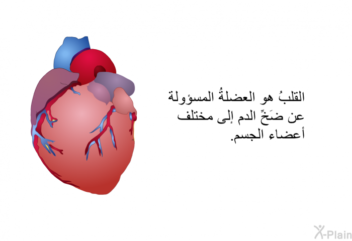 القلبُ هو العضلةُ المسؤولة عن ضَخِّ الدم إلى مختلف أعضاء الجسم.