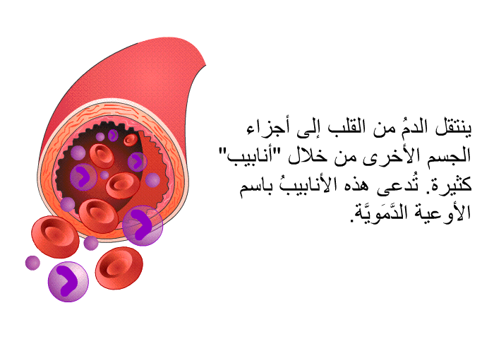 ينتقل الدمُ من القلب إلى أجزاء الجسم الأخرى من خلال "أنابيب" كثيرة. تُدعى هذه الأنابيبُ باسم الأوعية الدَّمَويَّة.