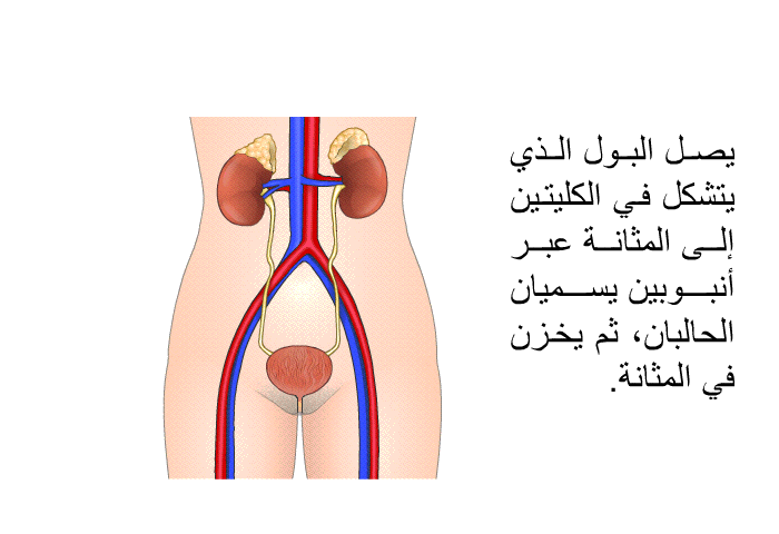 يصل البول الذي يتشكل في الكليتين إلى المثانة عبر أنبوبين يسميان الحالبان، ثم يخزن في المثانة.