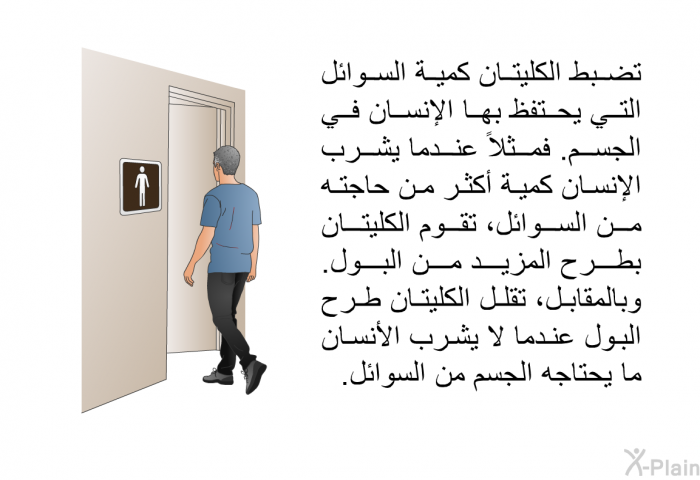تضبط الكليتان كمية السوائل التي يحتفظ بها الإنسان في الجسم. فمثلاً عندما يشرب الإنسان كمية أكثر من حاجته من السوائل، تقوم الكليتان بطرح المزيد من البول. وبالمقابل، تقلل الكليتان طرح البول عندما لا يشرب الأنسان ما يحتاجه الجسم من السوائل.
